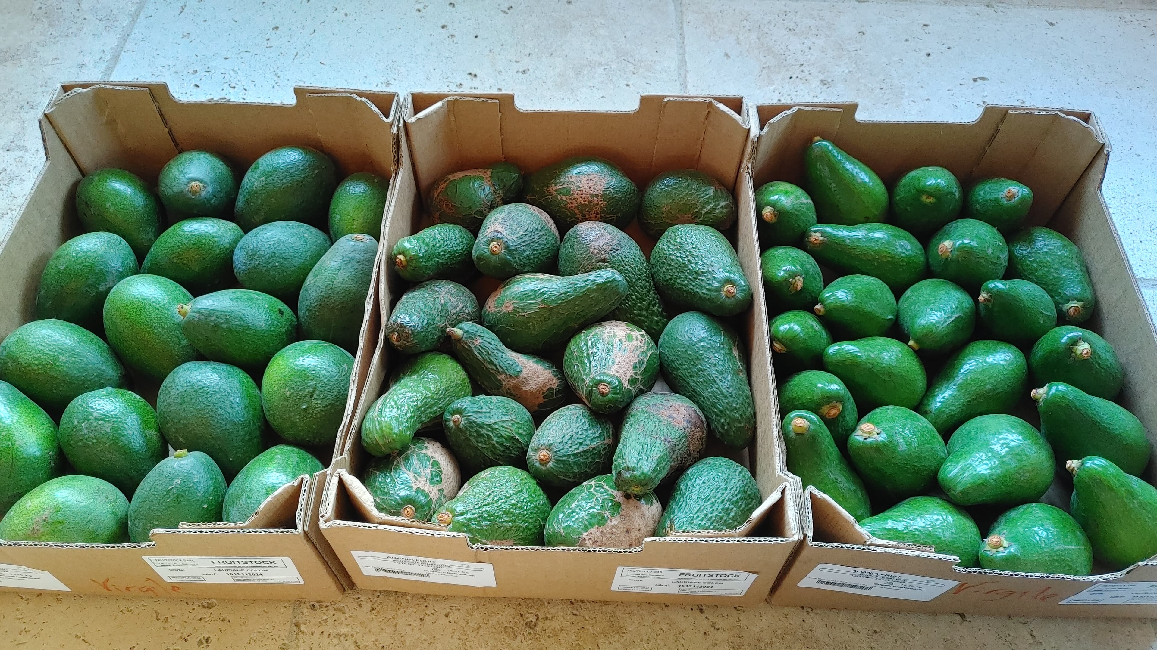 Trois caisses d'avocats variétés mixtes