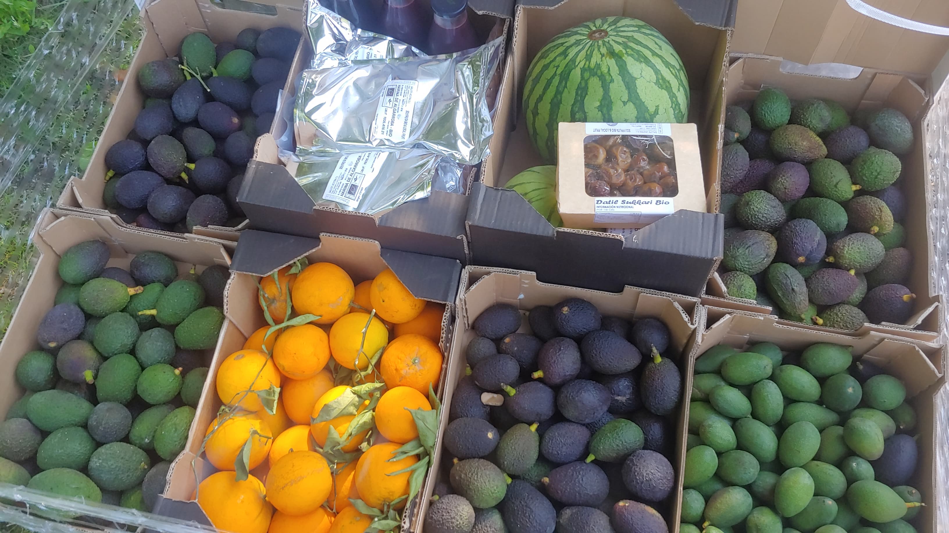 Grande commande Fruitstock — avocats, agrumes, dattes