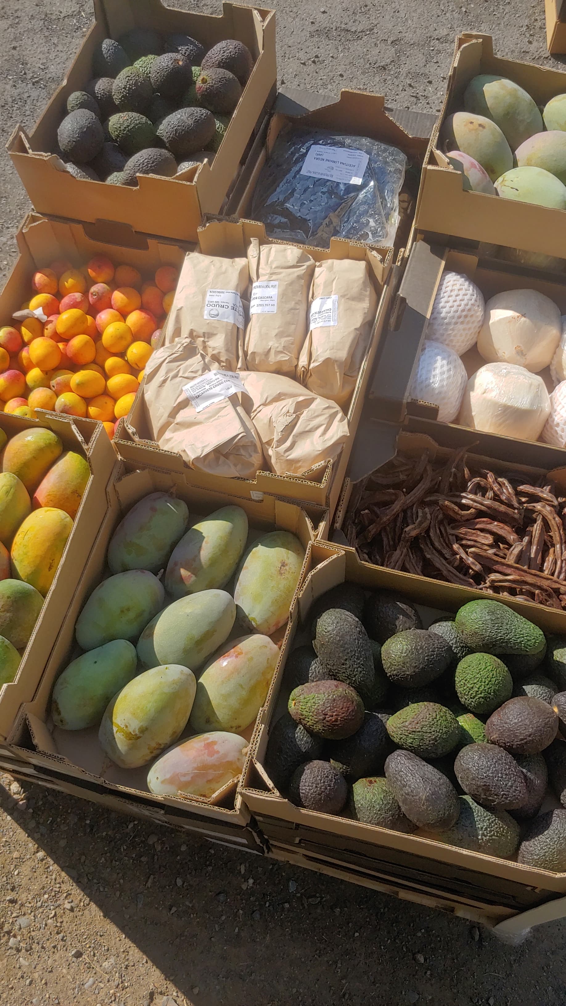 Mangues, avocats, kumquats et noix de coco